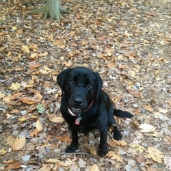 Dr. Bordman's Dog, Chieftain