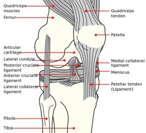 ANTERIOR CRUCIATE LIGAMENT Diagram