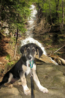 Amy's Dog, Trillium